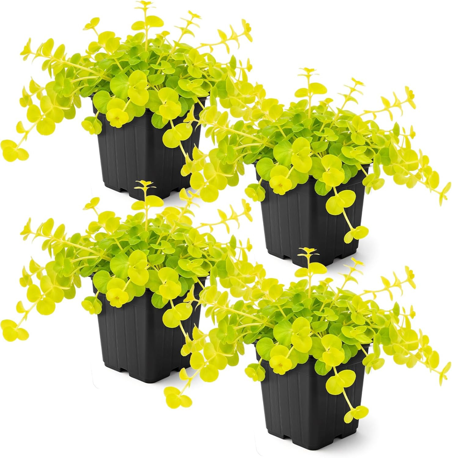 Live Plant 4 Plants Pack Beautiful Accent Plant – 6″ Tall by 4″ Wide in 1 Pt Pot