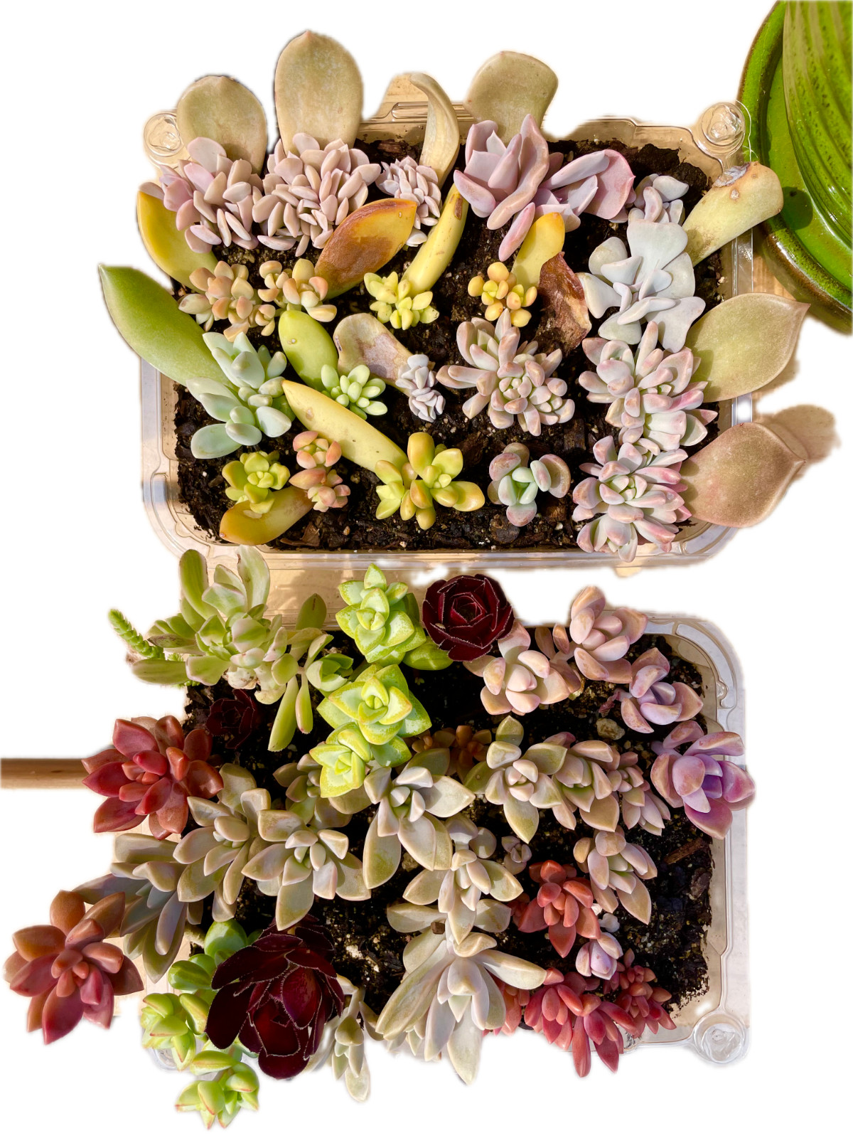 20 Succulent Plants Leaves for Propagation Assorted Variety Starter for Beginner