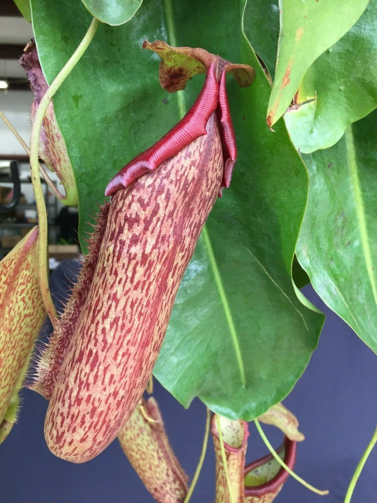 Nepenthes Miranda, Pitcher Plant. Rooted Carnivorous Plant Shipped in 2.5″ Pot