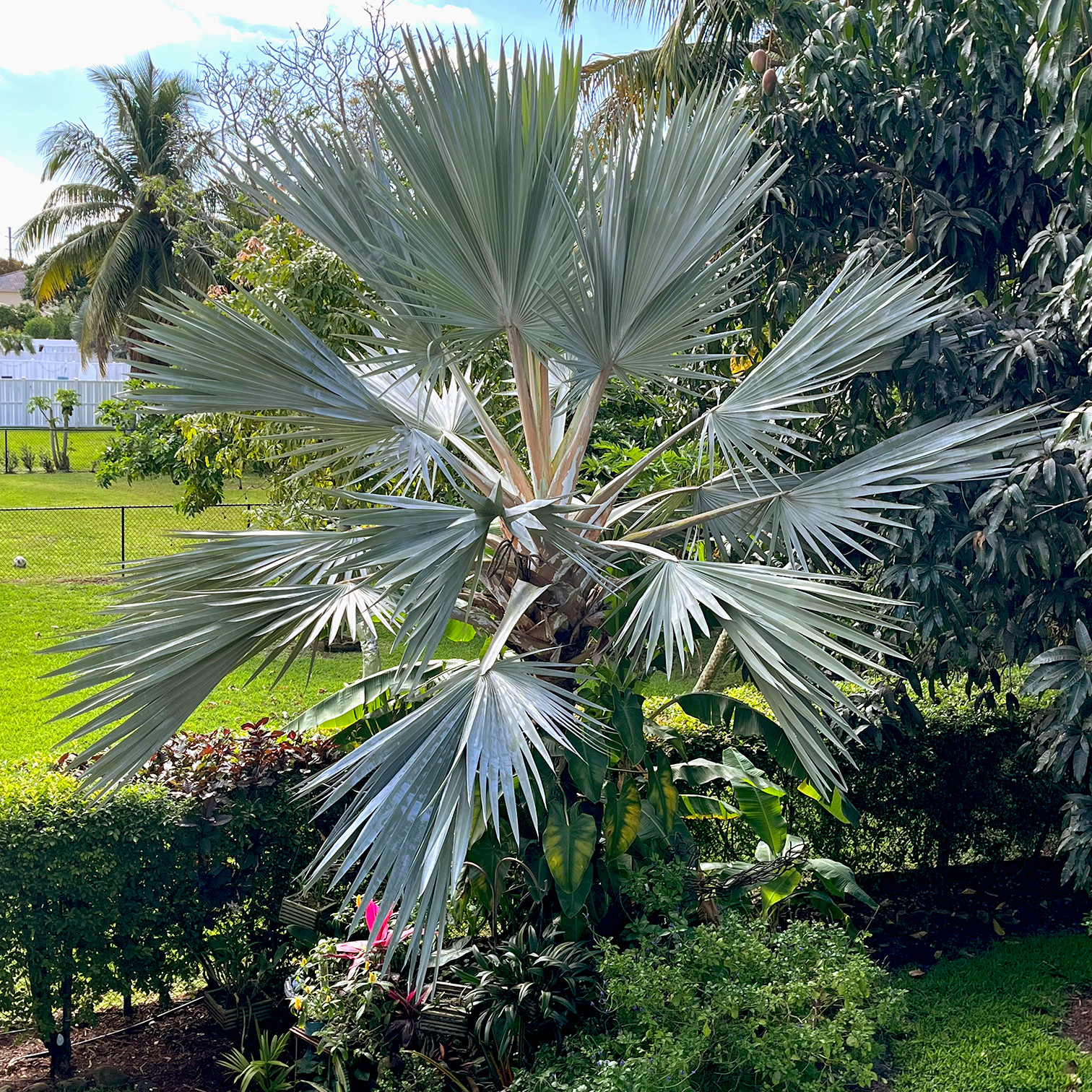 🌴 Latania Palm Seedlings- 6″-10″ Tall – FREE Shipping – Add to your collection!