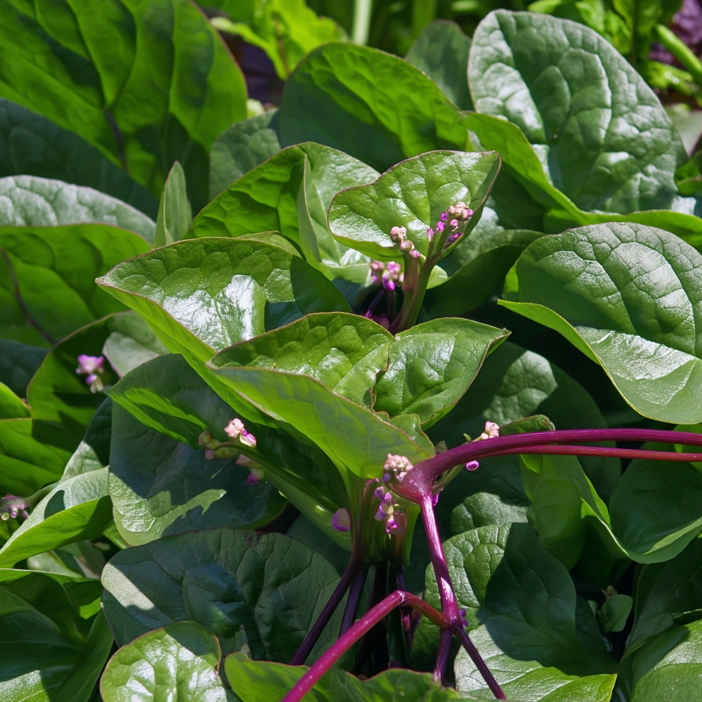 Red Malabar Spinach – 50 Seeds | Heat-Tolerant Climbing Vine for Gardens