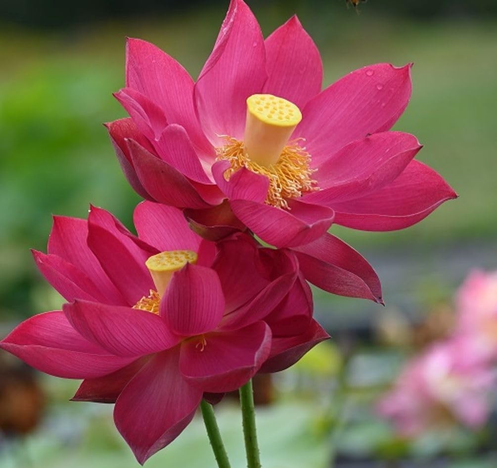 35 Pcs Bonsai Lotus Seeds for Planting Bowl Seeds, Water Lily Pink