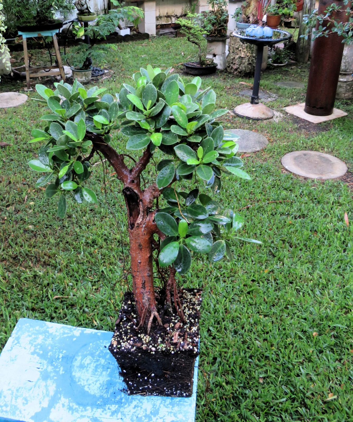 Ficus microcarpa Live Green Island Fig Tree Indoor, areal roots, Tropical Bonsai