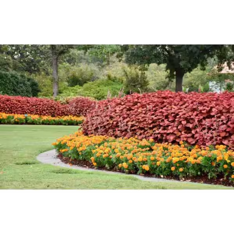 1.38 Pt. Coleus Plant Oxblood Red in 4.5 In. Grower’S Pot (4-Plants)