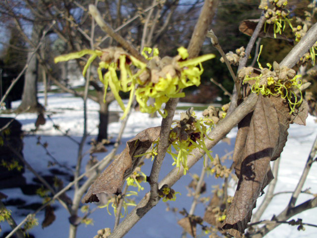 10 PALLIDA WITCH HAZEL SEEDS – Hamamelus mollis “Pallida”