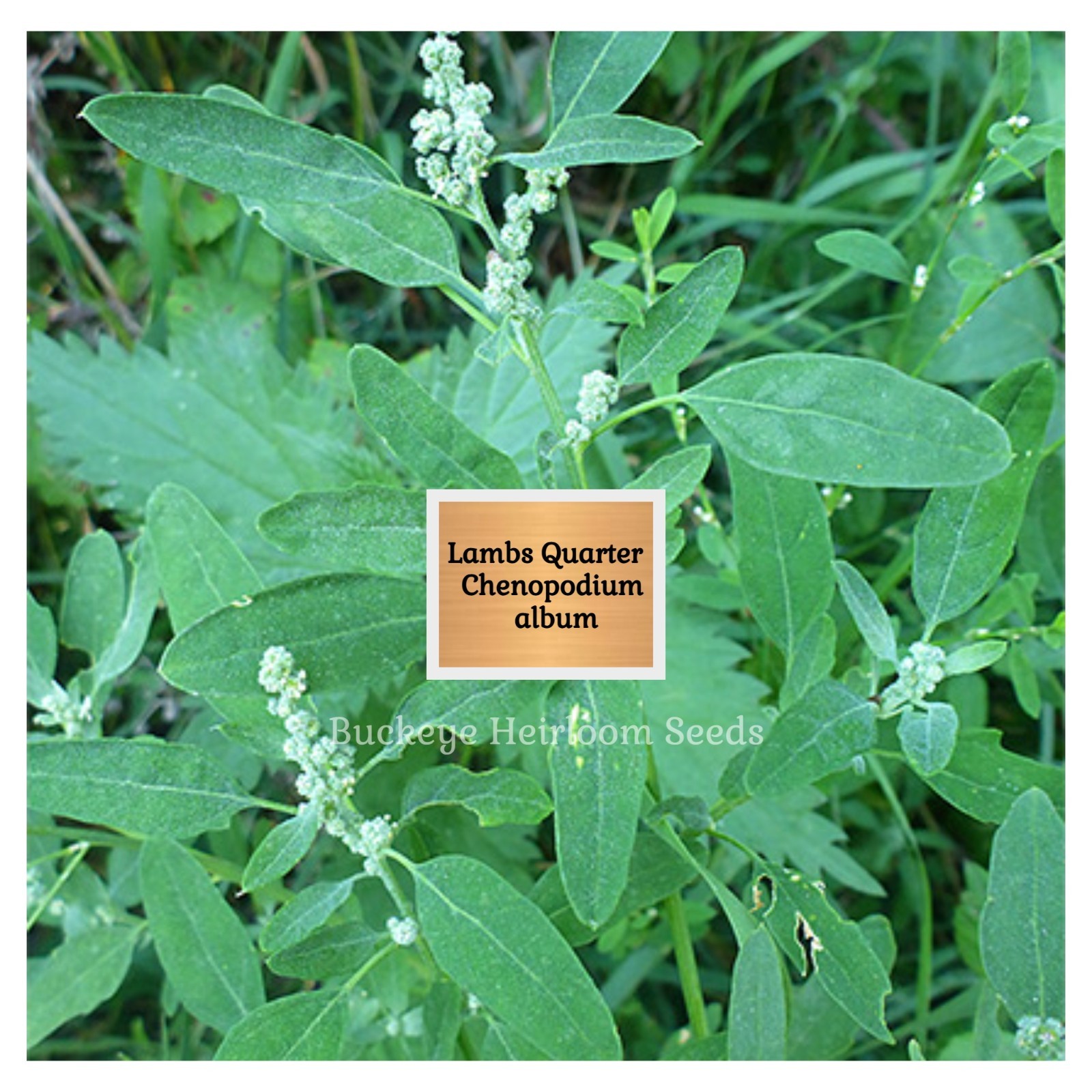 Lambs Quarters | 100 Seeds | Super Food | Chenopodium album | Lambsquarters