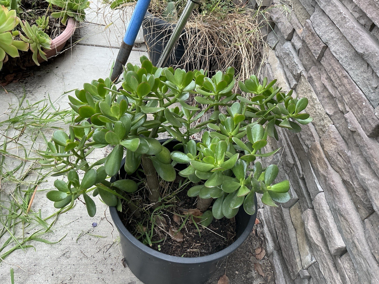 Healthy lush green Crassula Ovata Jade Plant cluster, Rooted 17” 16” 12” Roots