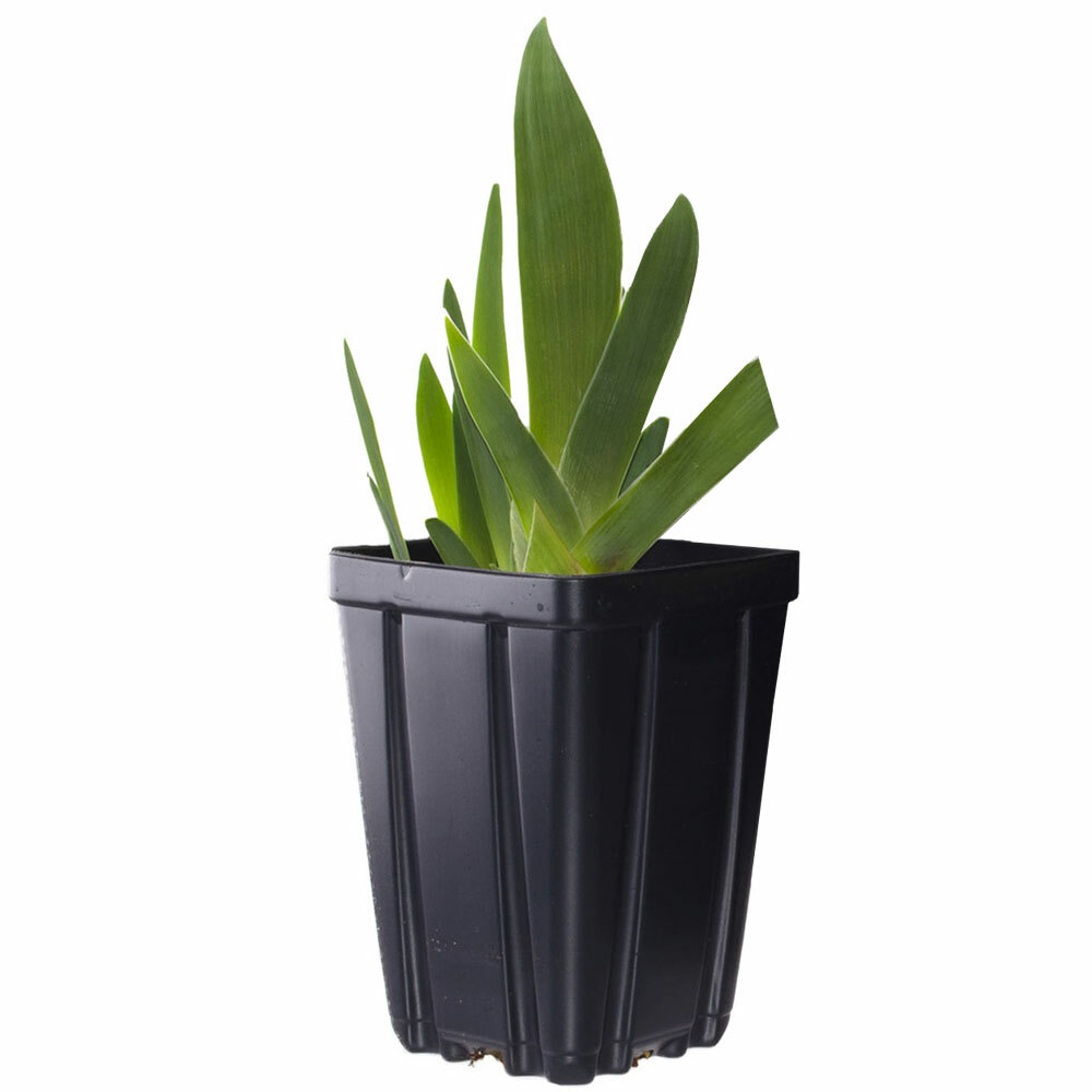 Ghost Train Bearded Iris Plant Quart Pot | Black Flowers Perennial