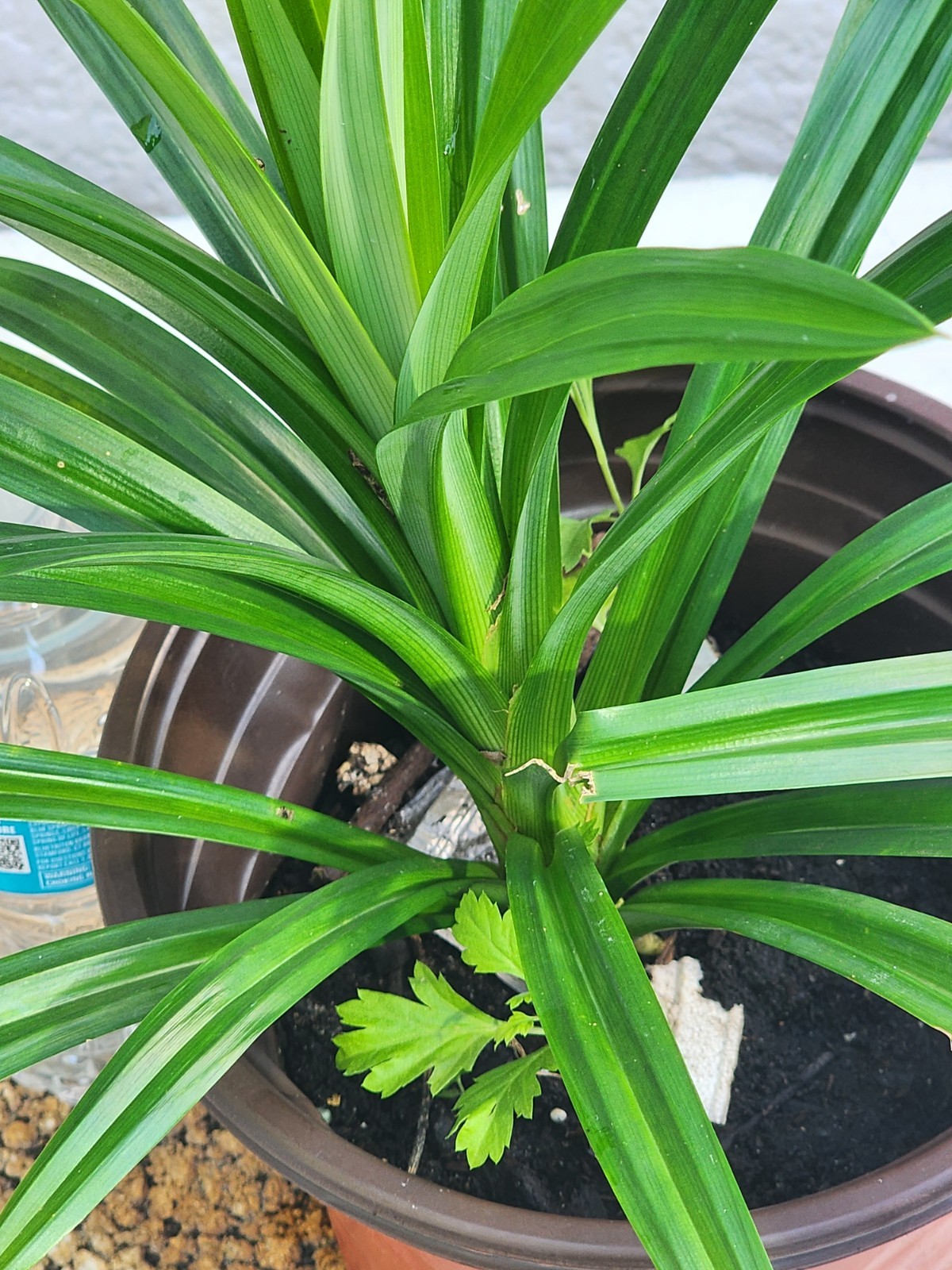1 Live Pandan Leaf tree With Roots 15-17 Inches (lá Dứa – Planta de Pandan).