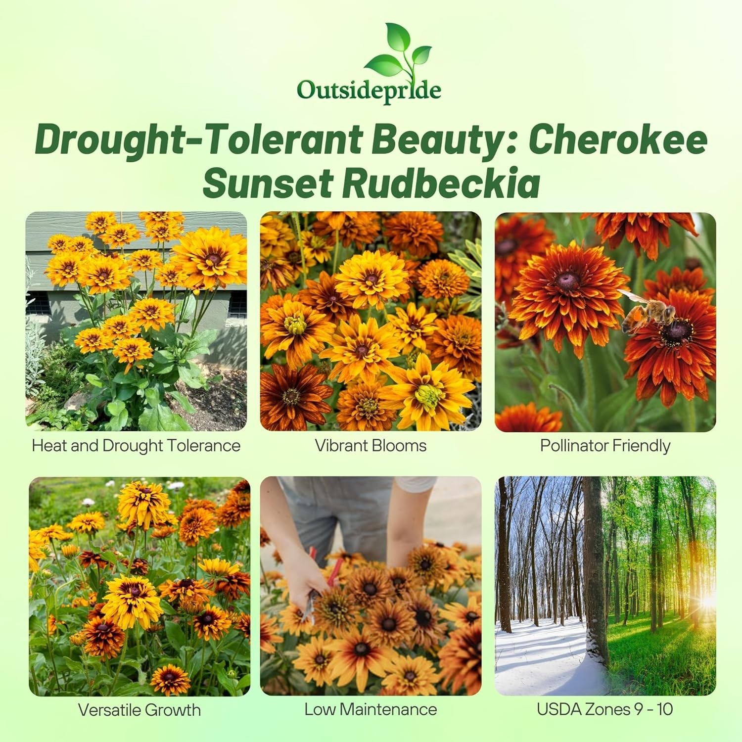 100 Seeds Rudbeckia Hirta Cherokee Sunset AAS Winner Flower Seeds