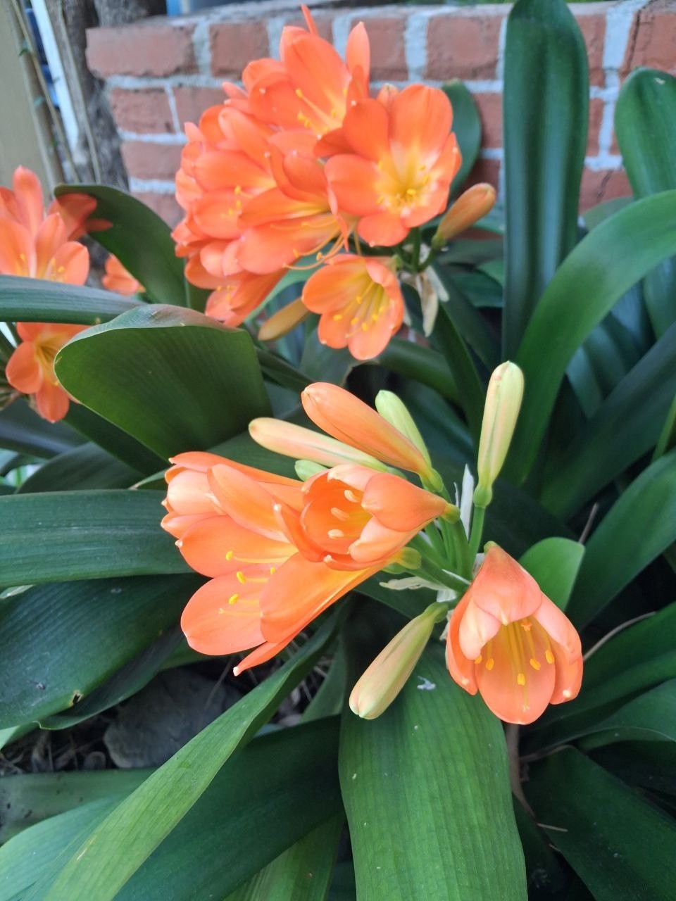 Clivia orange – Bush Lily – Clivia Miniata – Seasonal Flowers, Evergreen Plant
