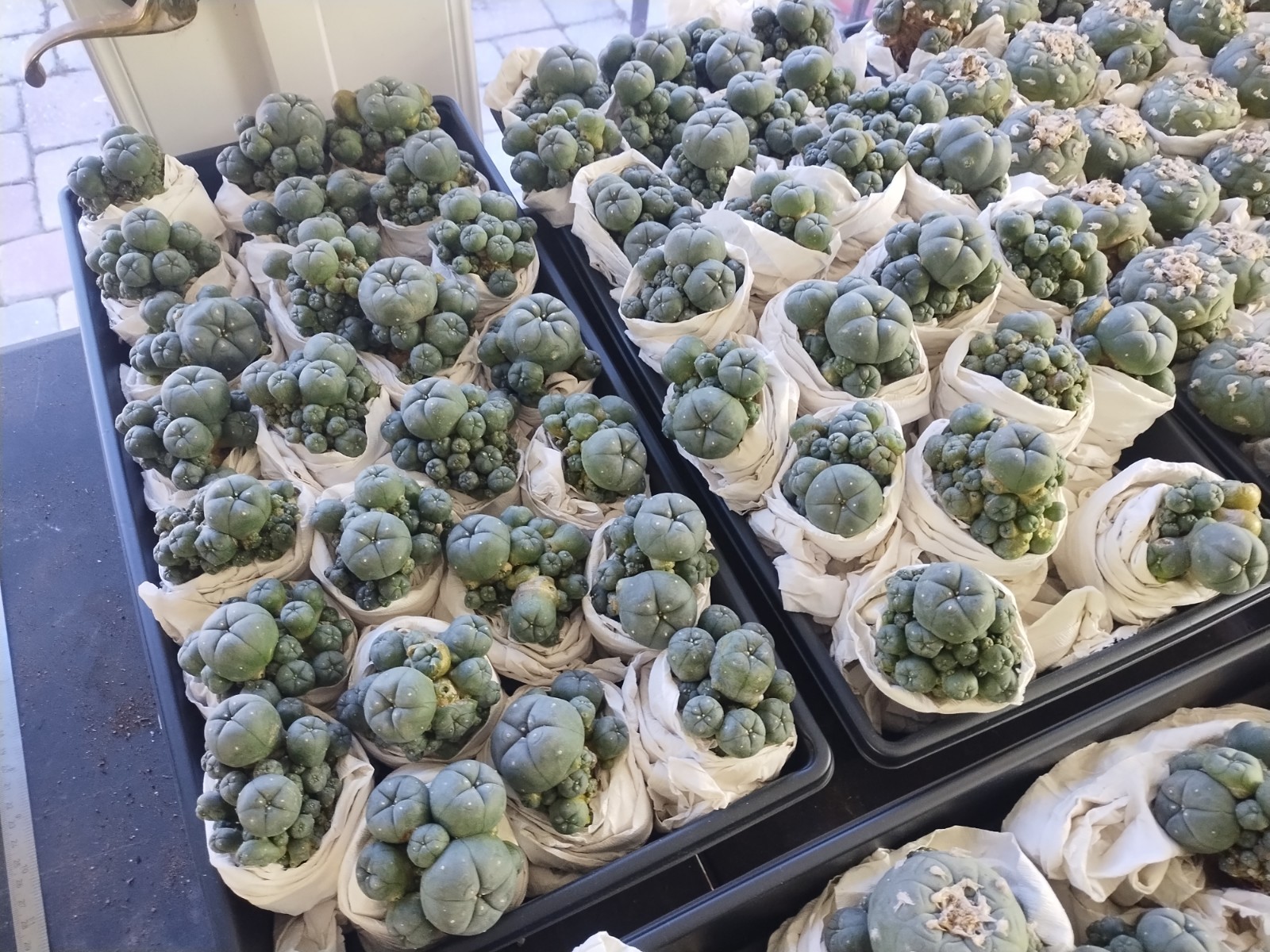 Rare Seed Grown Cactus Clusters 2.75-3.5in Diameter