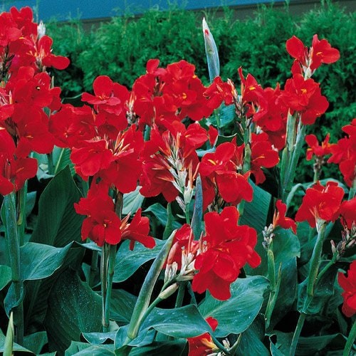 Red Canna Lily ‘President’ Rhizomes – Striking Tropical Blooms – 1-rhizome