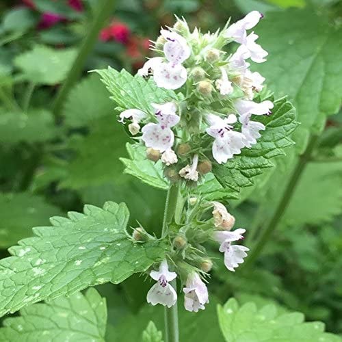 10000 Seeds Common Catmint Nepeta Cataria White Flowering Drought Resistant Herb