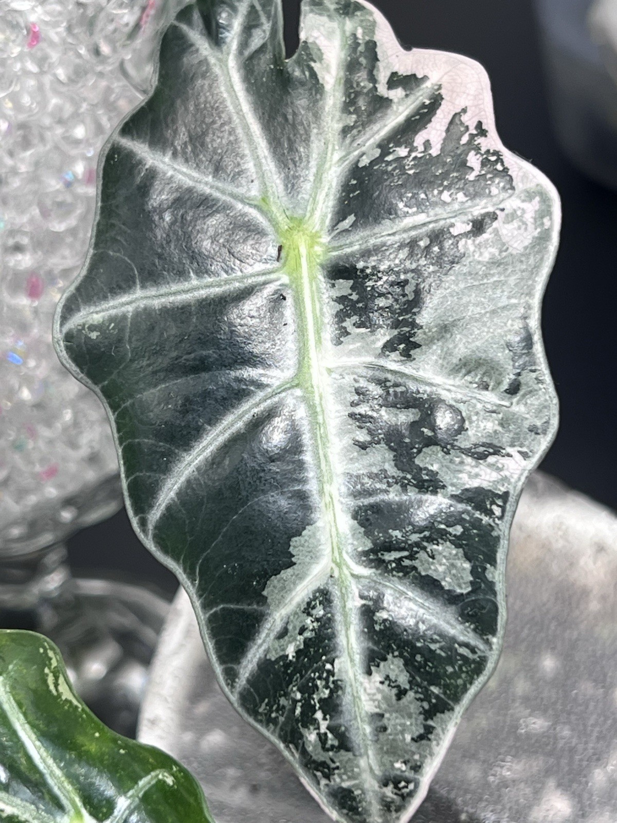 Alocasia Starter Bundle