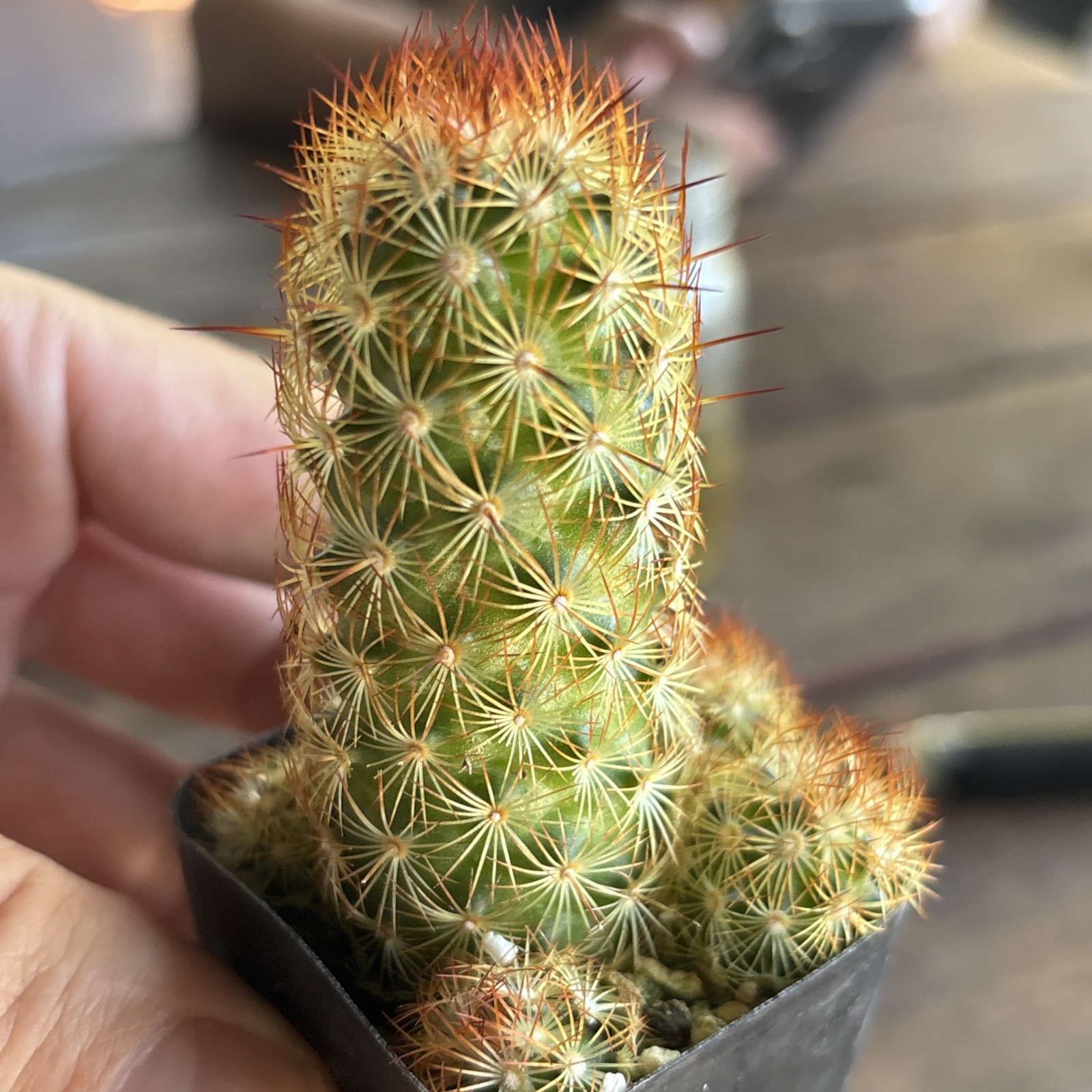 Mammillaria Elongata ‘Goldilocks’, Comes in a 2.5″ pot