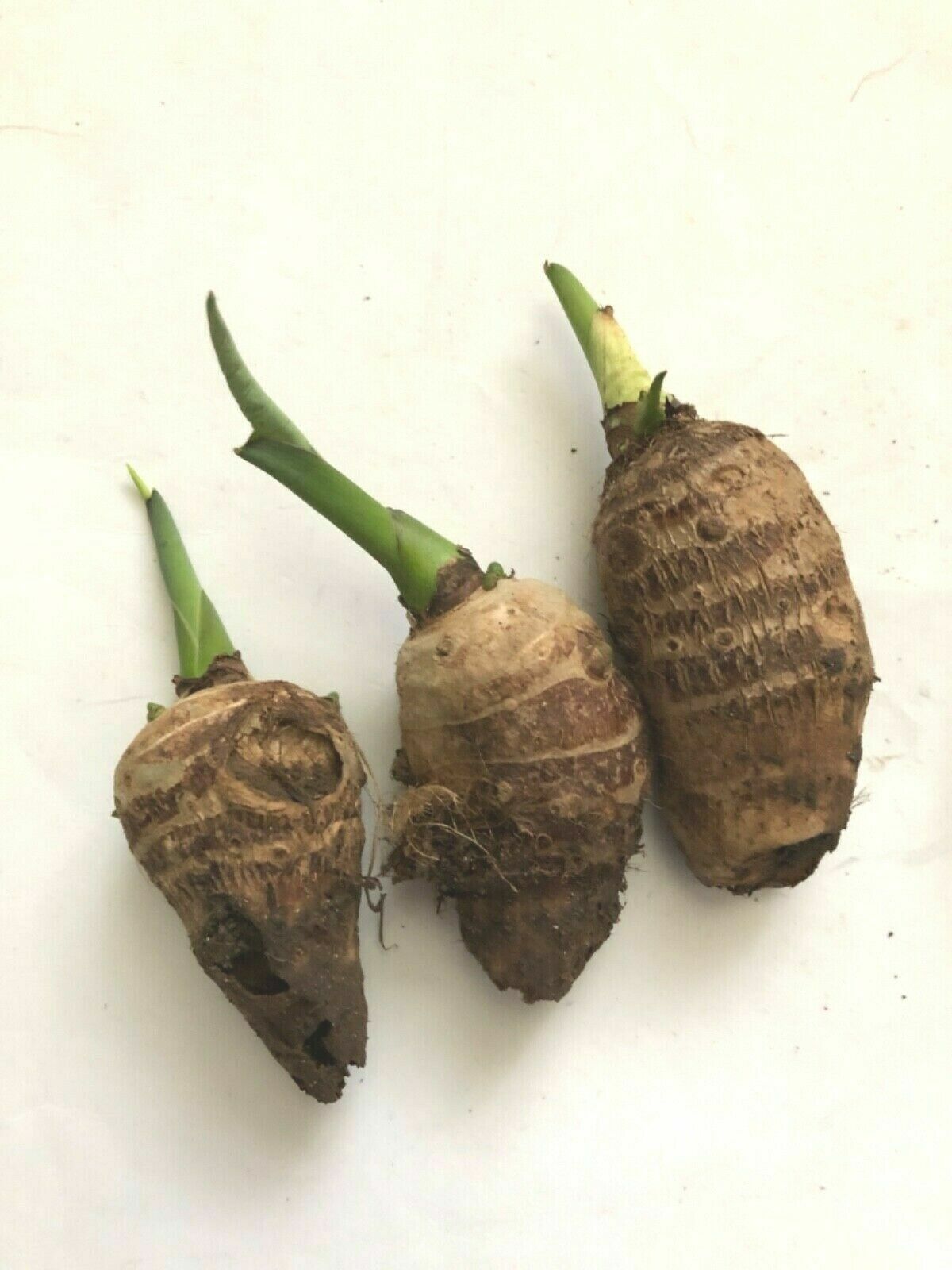 3PCS BORNEO ELEPHANT EAR TARO ALOCASIA MACRORRHIZA READY TO PLANT