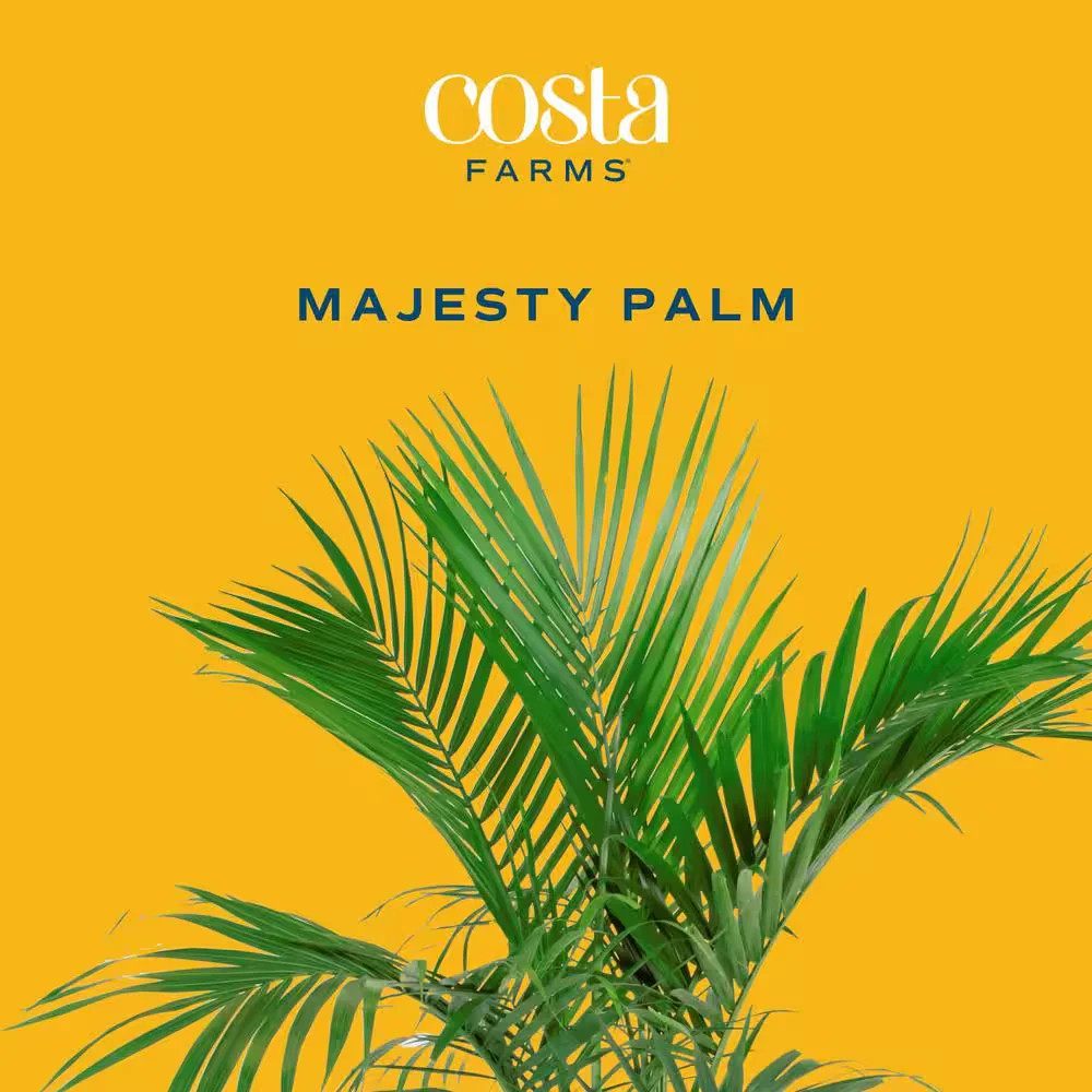 Costa Farms Majesty Palm 8.75in Pot 3-4ft Tall Indoor Live Plant
