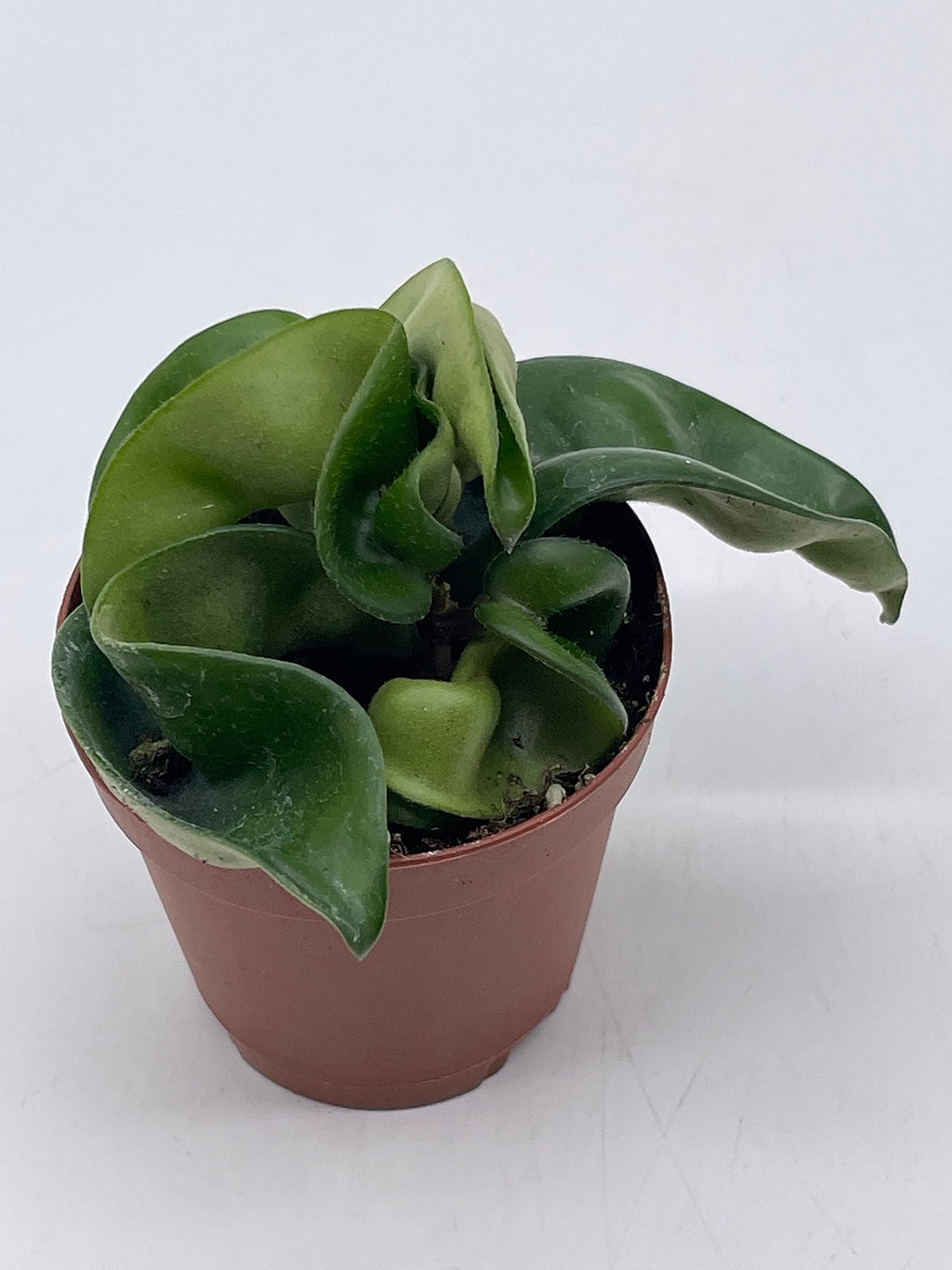 Hoya Hindu Rope, Carnosa Compacta, in a 2 inch Pot, Live Tiny Mini Pixie Plant