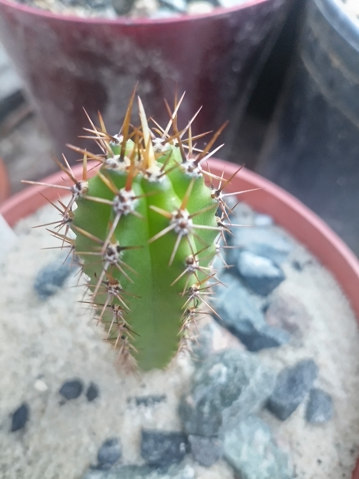 Echinopsis Rare Seed Grown Yearling packs of 5 for 20$?Cultivars In Description