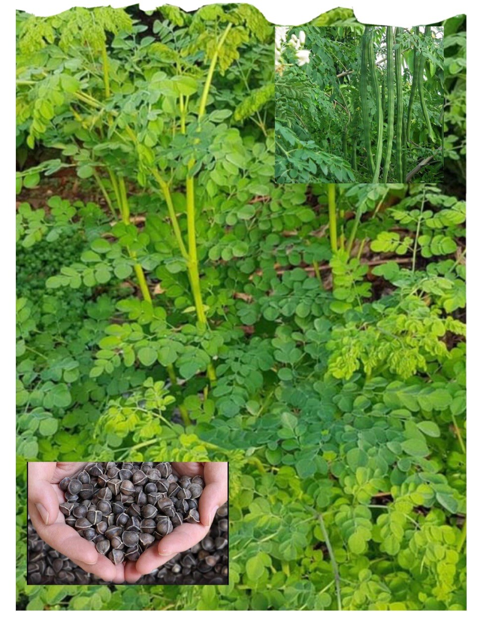 100+ SEEDS- Organic Moringa/Malunggay Seeds for Planting-USA SELLER