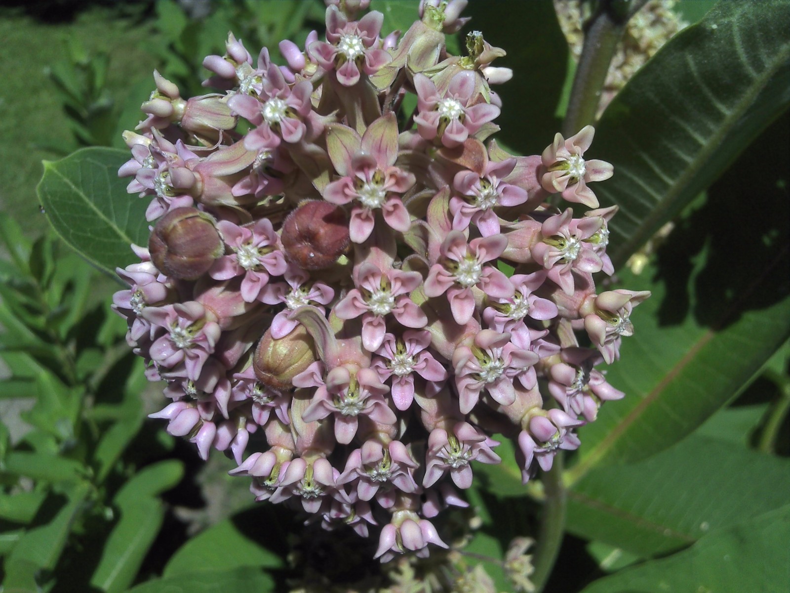 300 SEEDS COMMON MILKWEED ASCLEPIAS SYRIACA