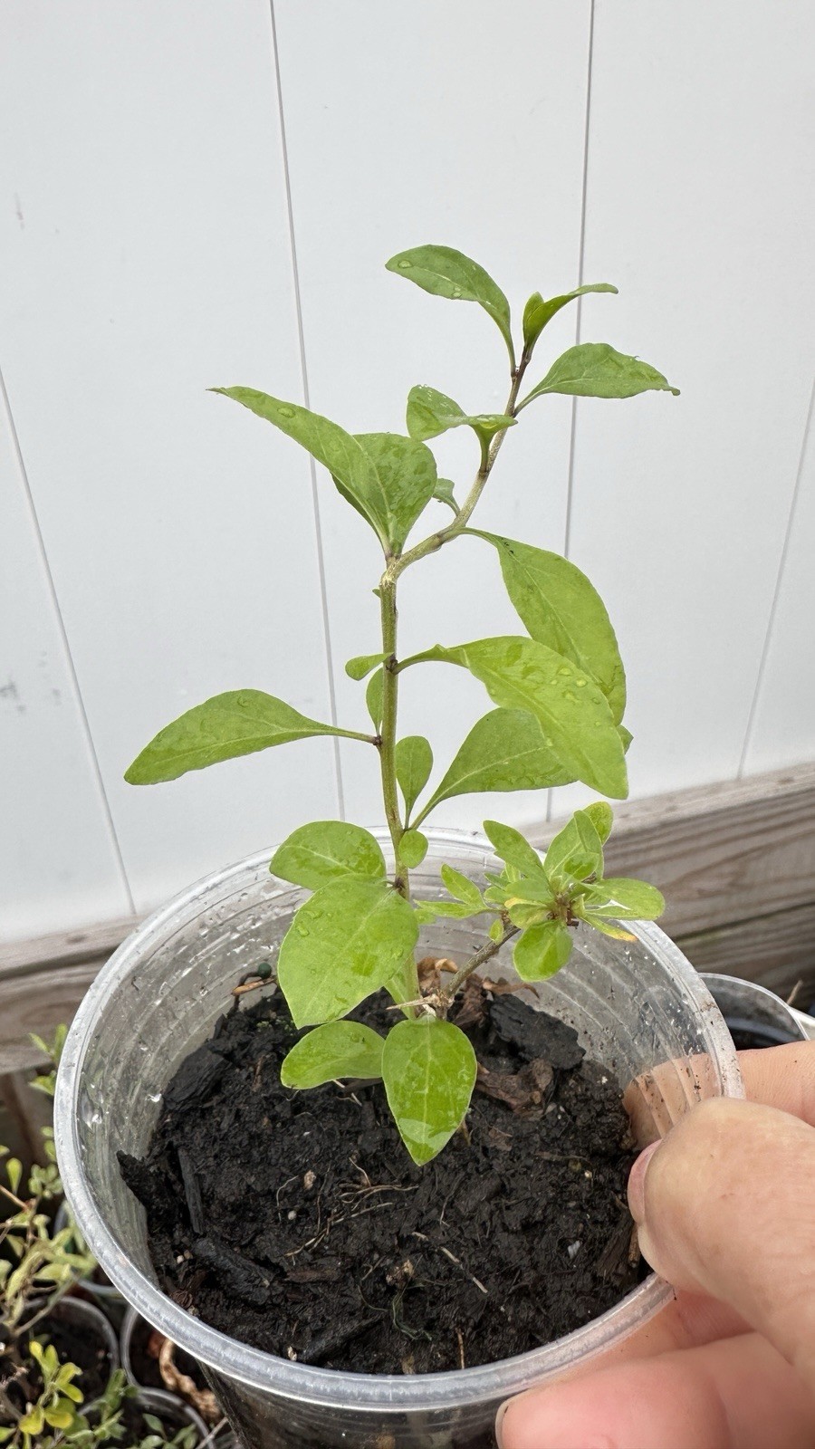 Live Goji Berry Plant Healthy Fruit Bush Lycium Barbarum Easy Grow