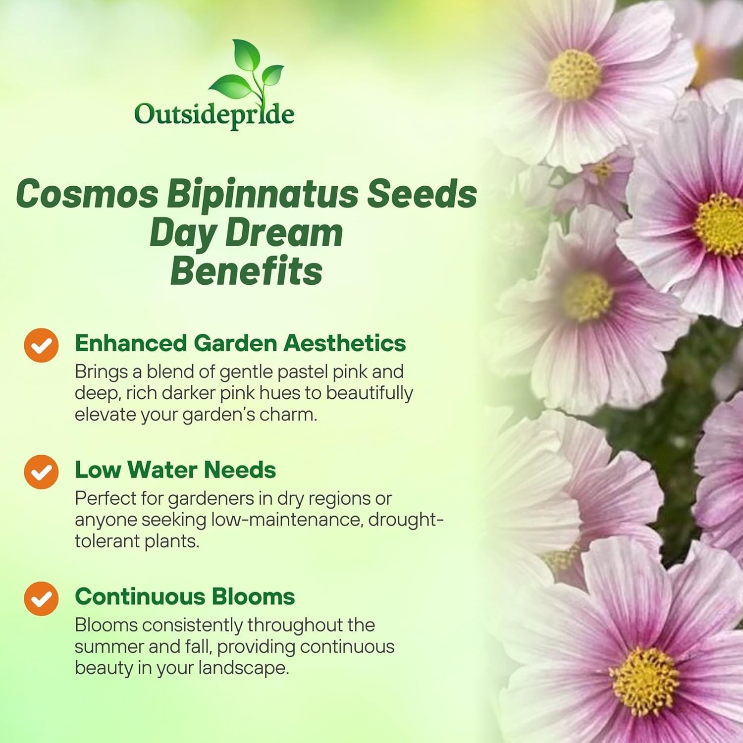 1000 Seeds Drought Tolerant Cosmos Bipinnatus Sensation Day Dream Garden
