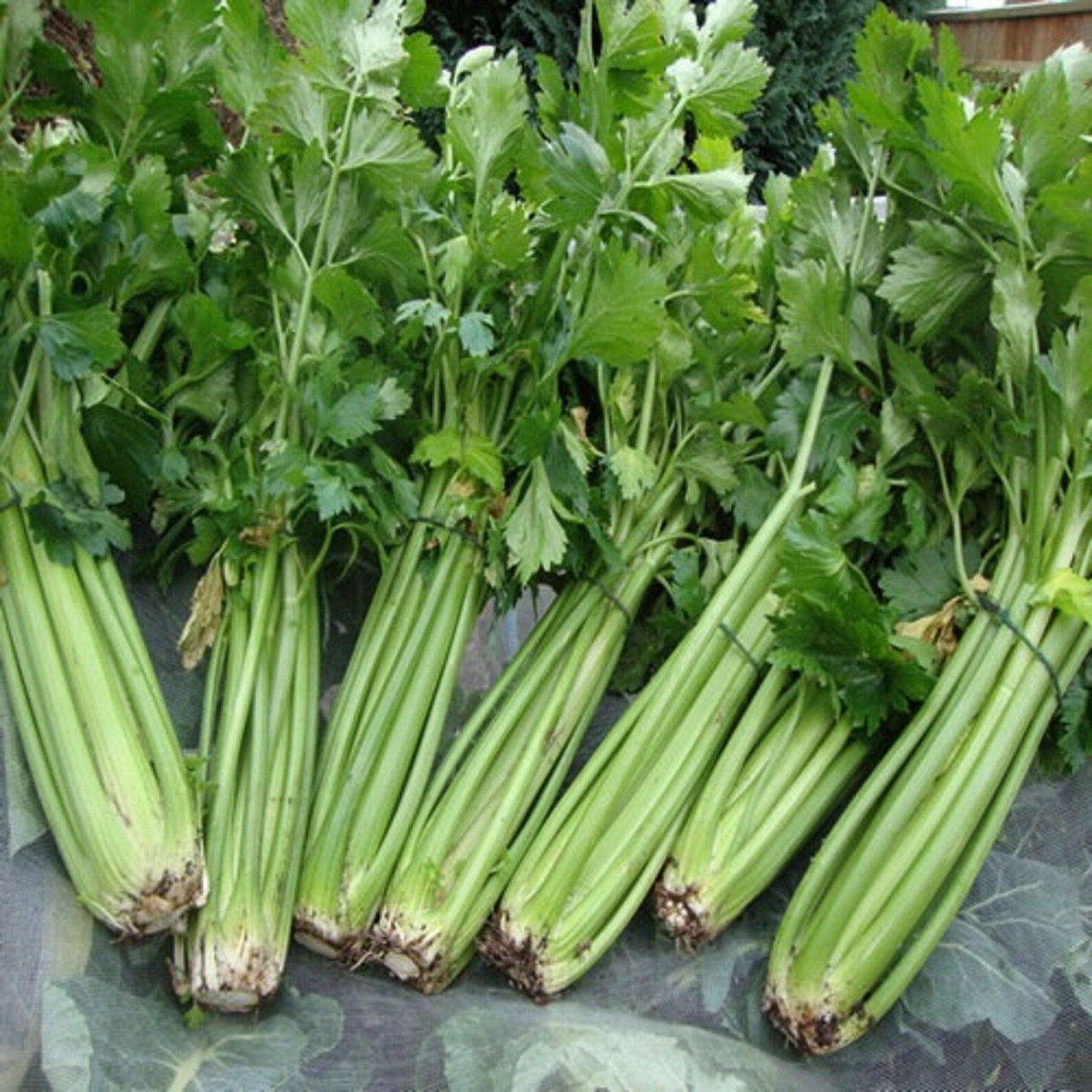1500+ TENDERCRISP CELERY SEEDS — HEIRLOOM — ORGANIC —- FRESH
