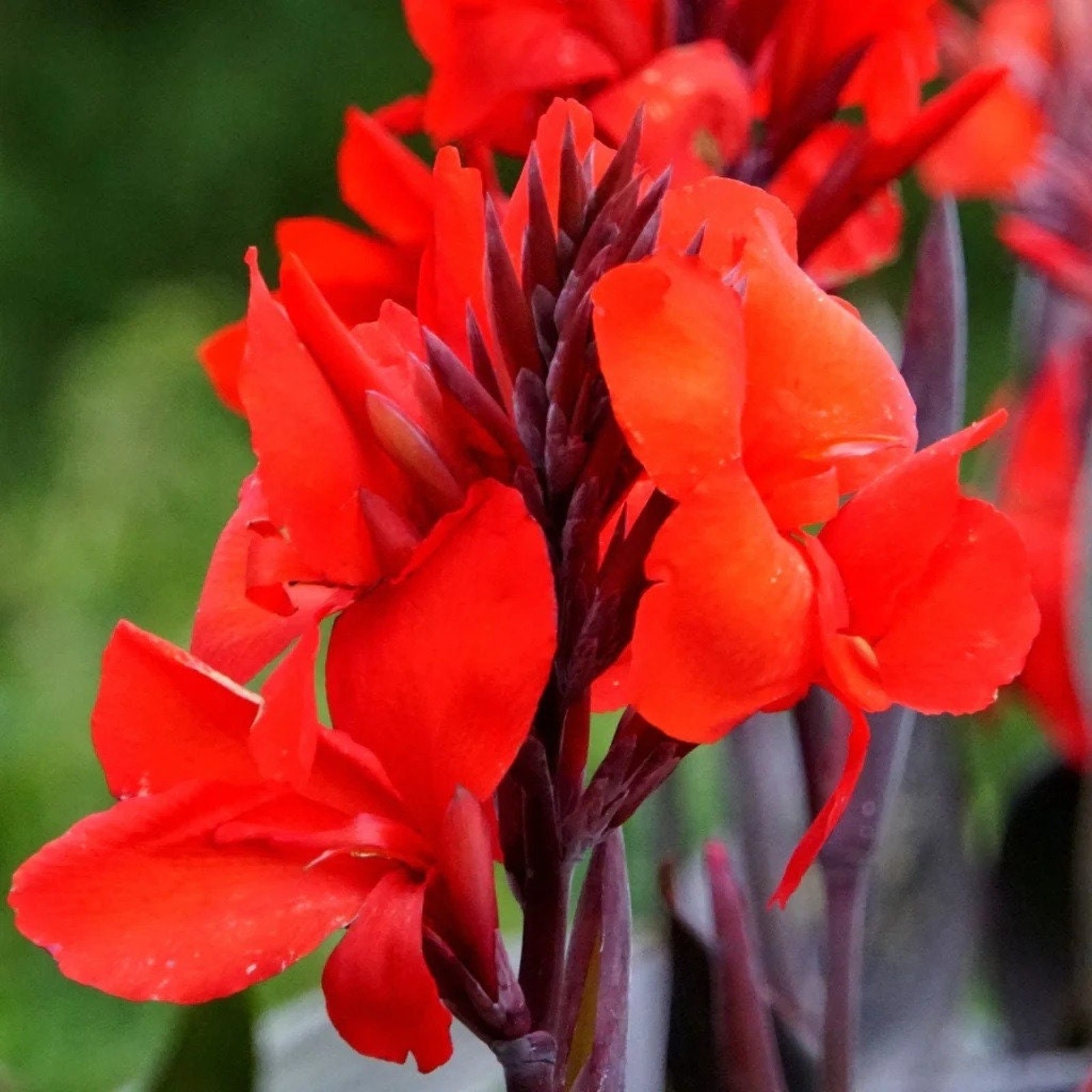 Canna Tall Tropicanna Black Lily Bulbs Red Flowering Baring Root For Planting