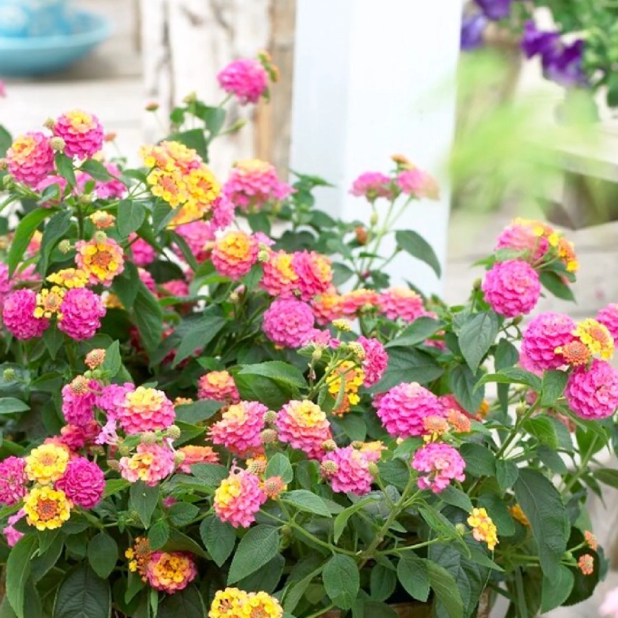 Set 4 Lantana Chapel Hill Pink Huff Plant – 3-5″ Tall – Hardy Plant – Zones 7-11