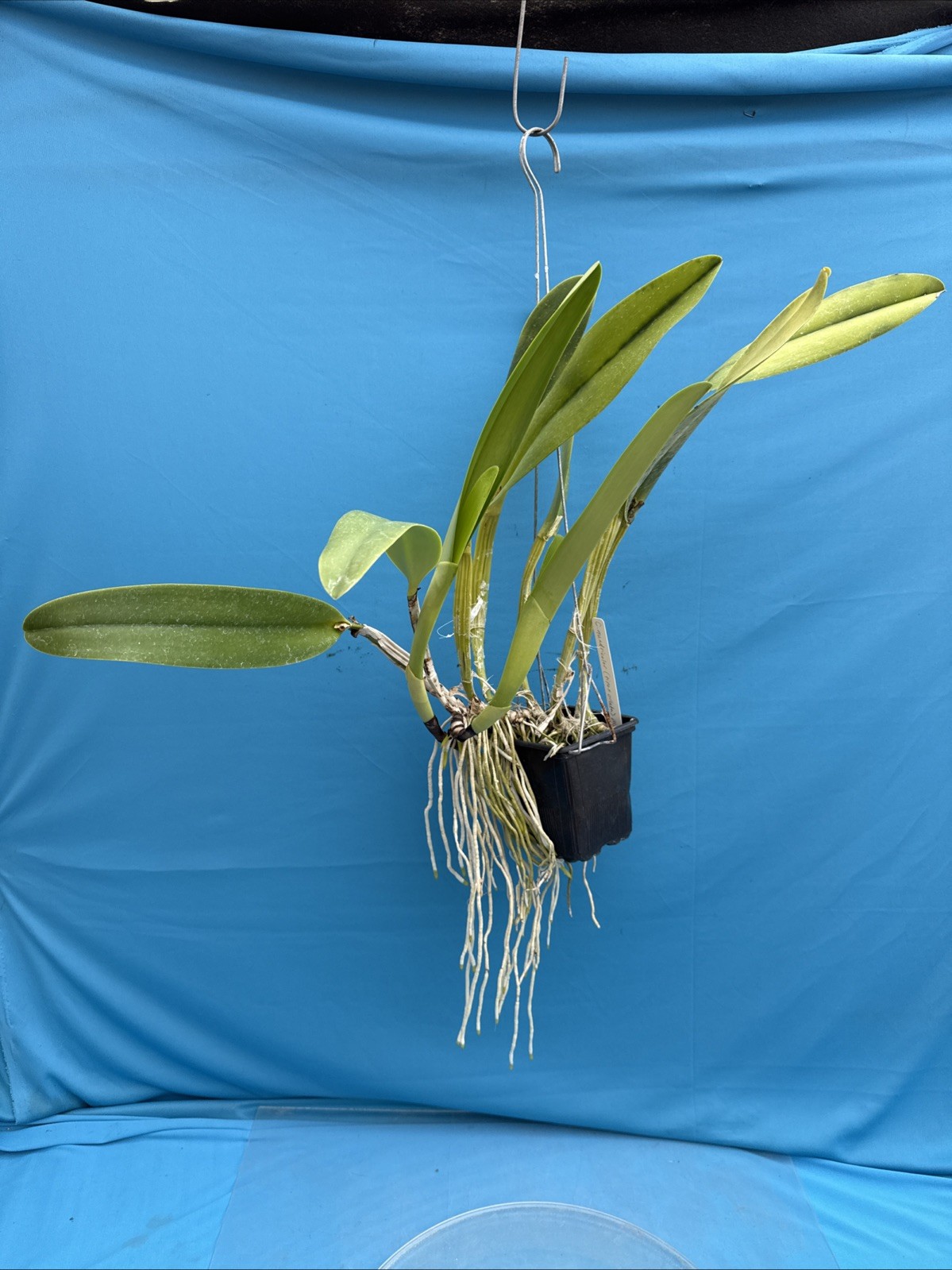 Cattleya quadricolor Orlata X Tipo Pink White Yellow Species 5” Pot 2 SHEATHS