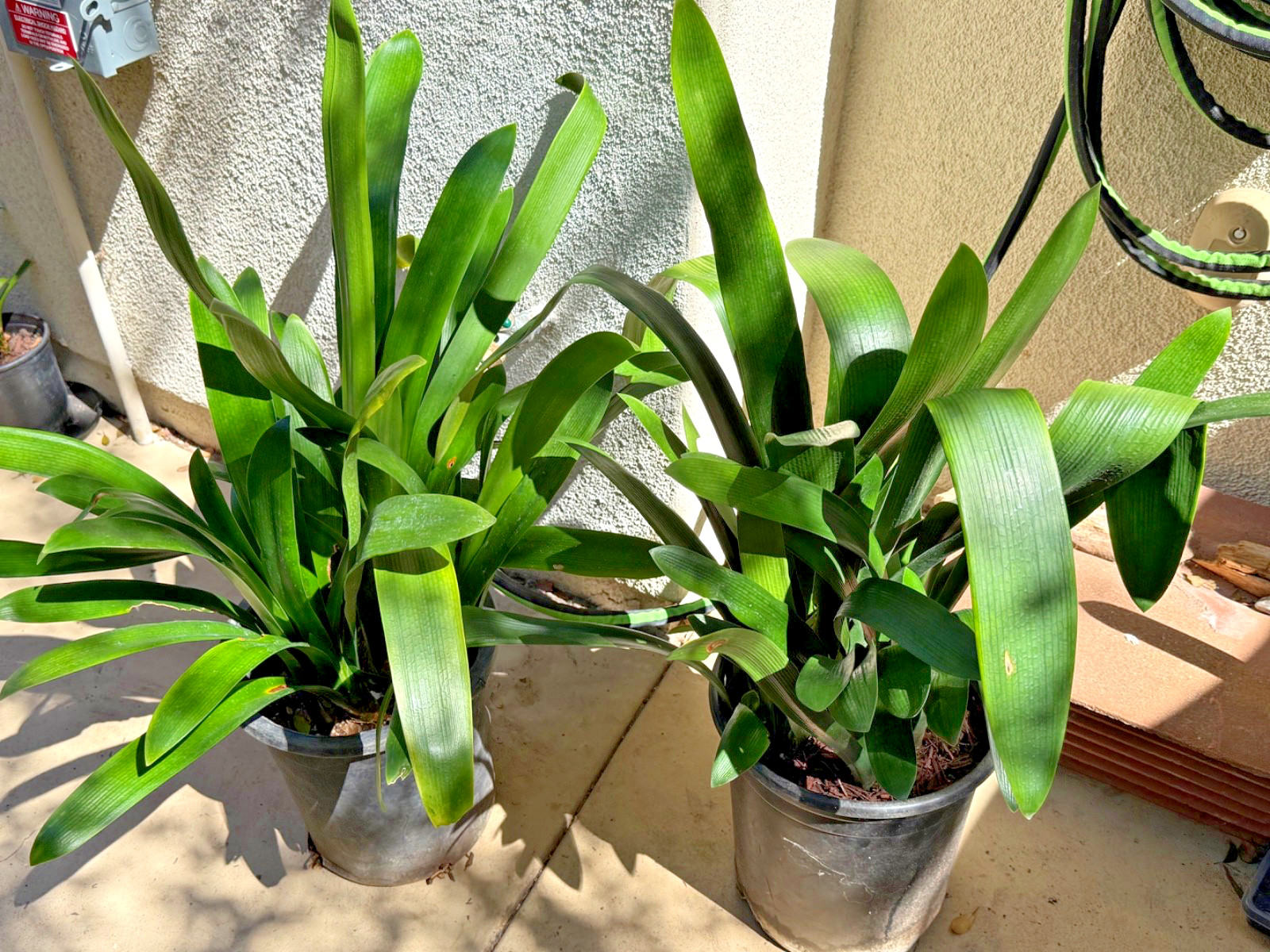 7 Adult Yellow Clivia Miniata Bush Lily Plants – Ready To Plant.