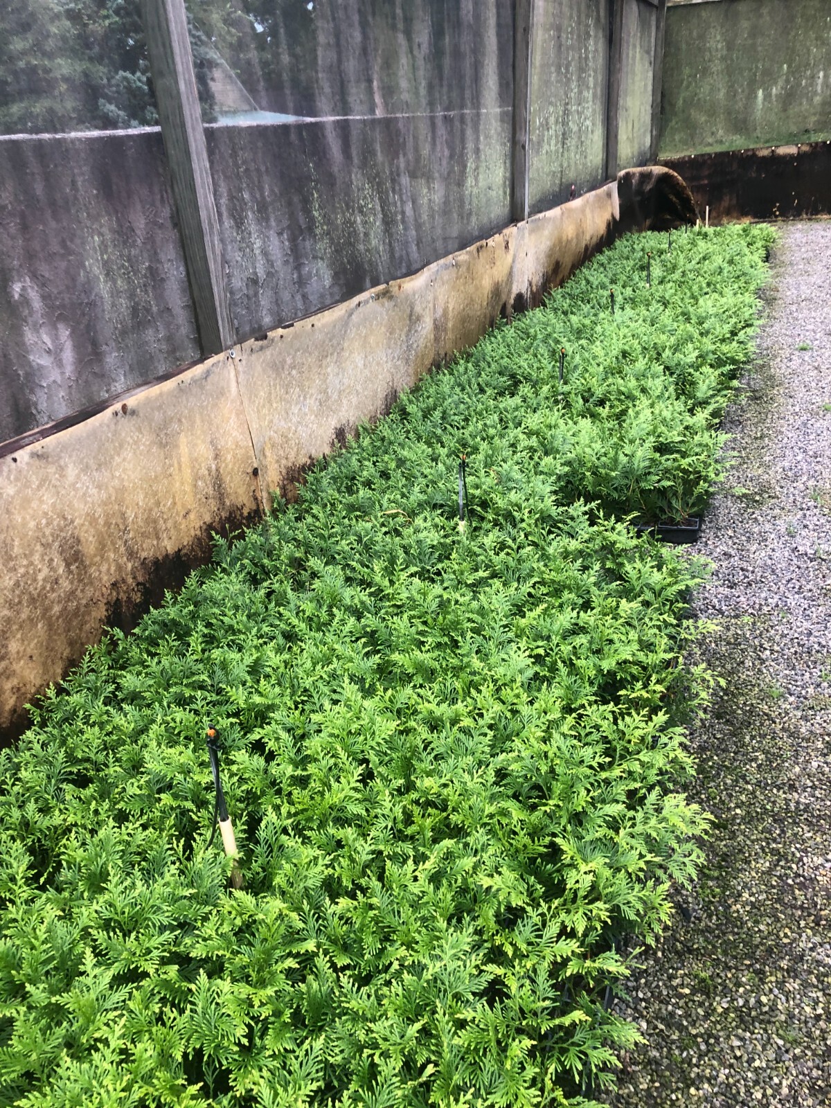 50-Thuja Green Giant Liners