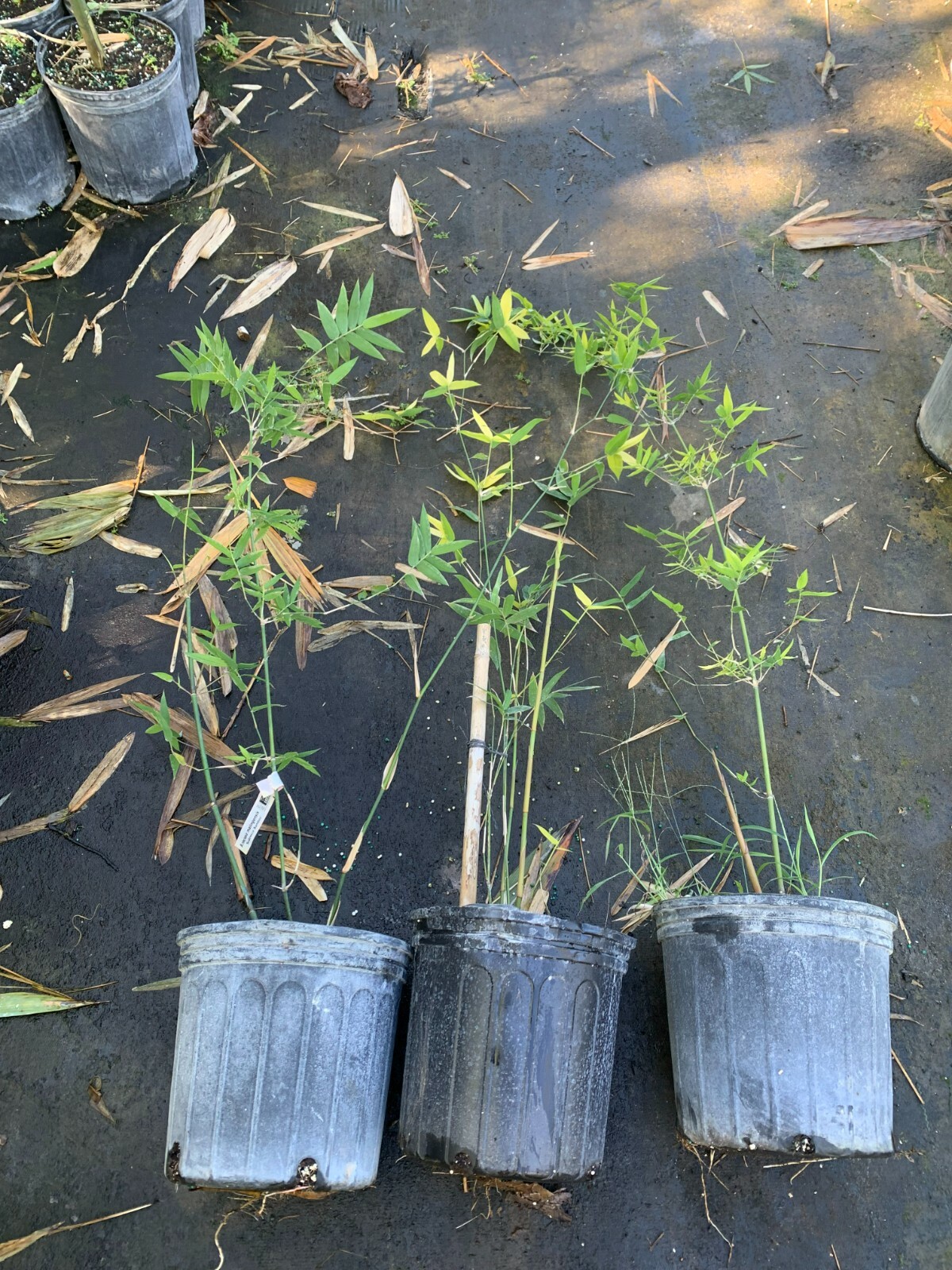 Dwarf Textilis – Bambusa textilis ‘RG Dwarf’ **NON-INVASIVE, CLUMPING**