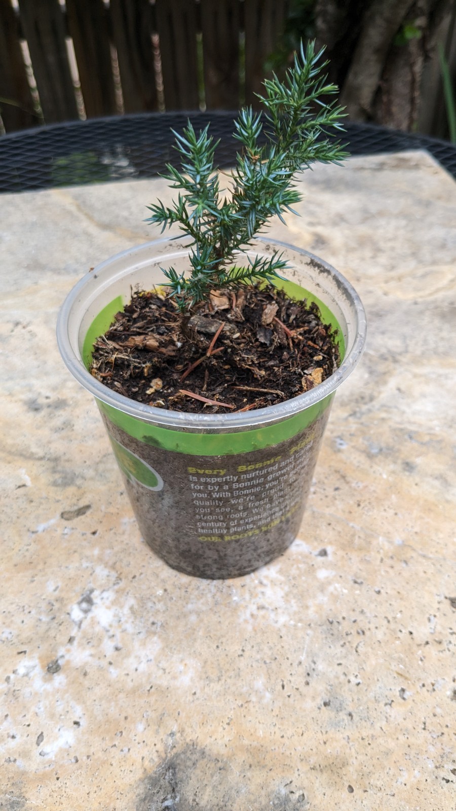 1 Juniper Potted live tree 4-8 + inches. Seedling May Vary Size or Shapes 3 /5 Y