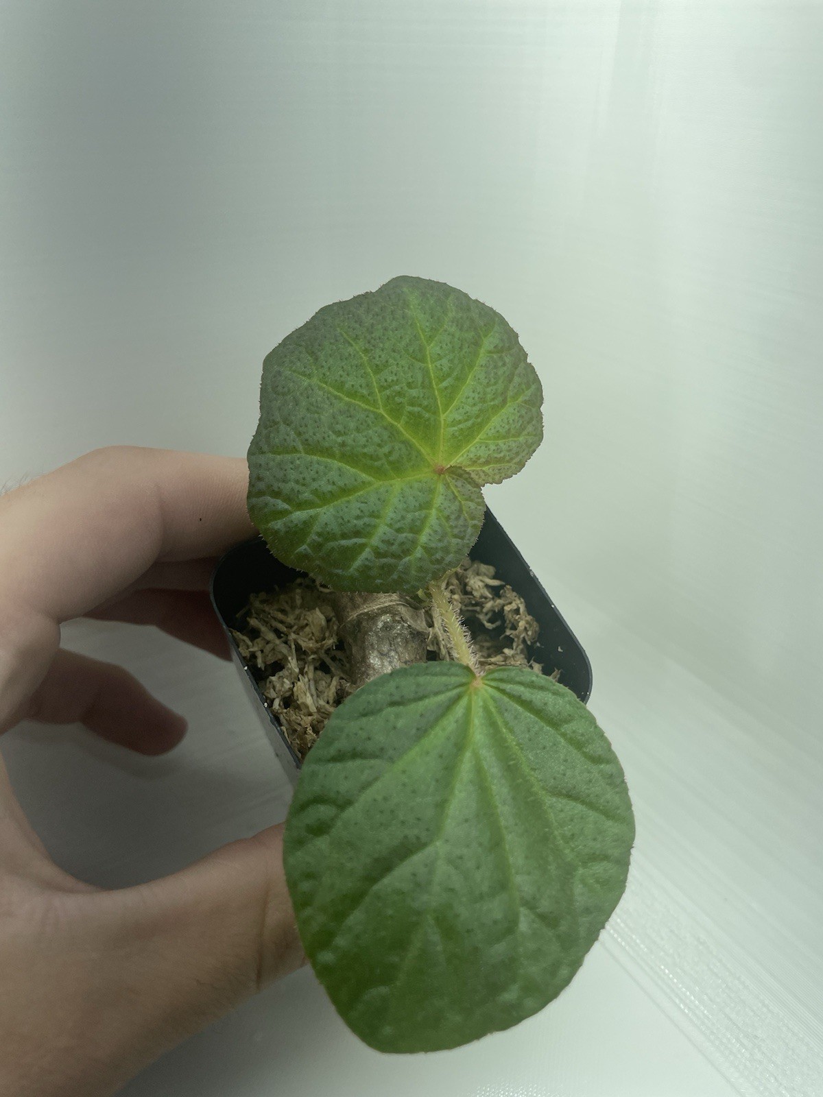 Hybrid Begonia ‘Pig Skin’ 2 Inch Pot (Gets Huge!) [Non Exact]
