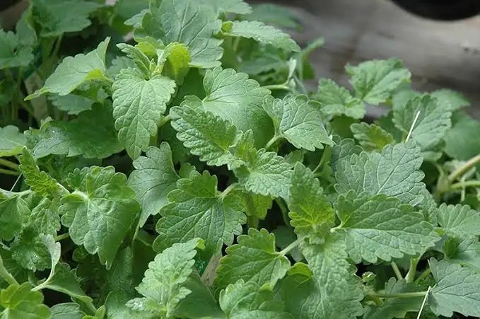 Bad Apples Nuclear Catnip Seed Bombs – Erosion Control System – 1 Acre Mint
