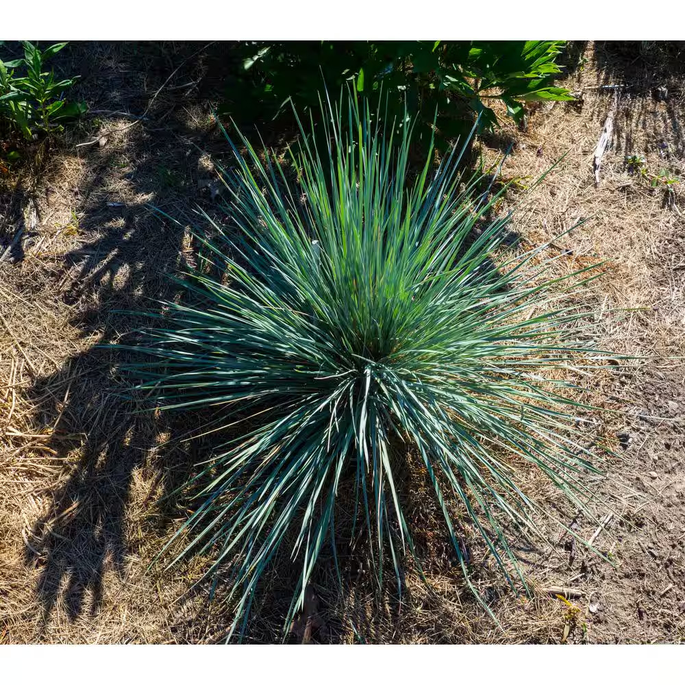 1 Gal. Blue Oat Grass – Long Flowing Blue-Silver Blades of Grass Can Retain Thei