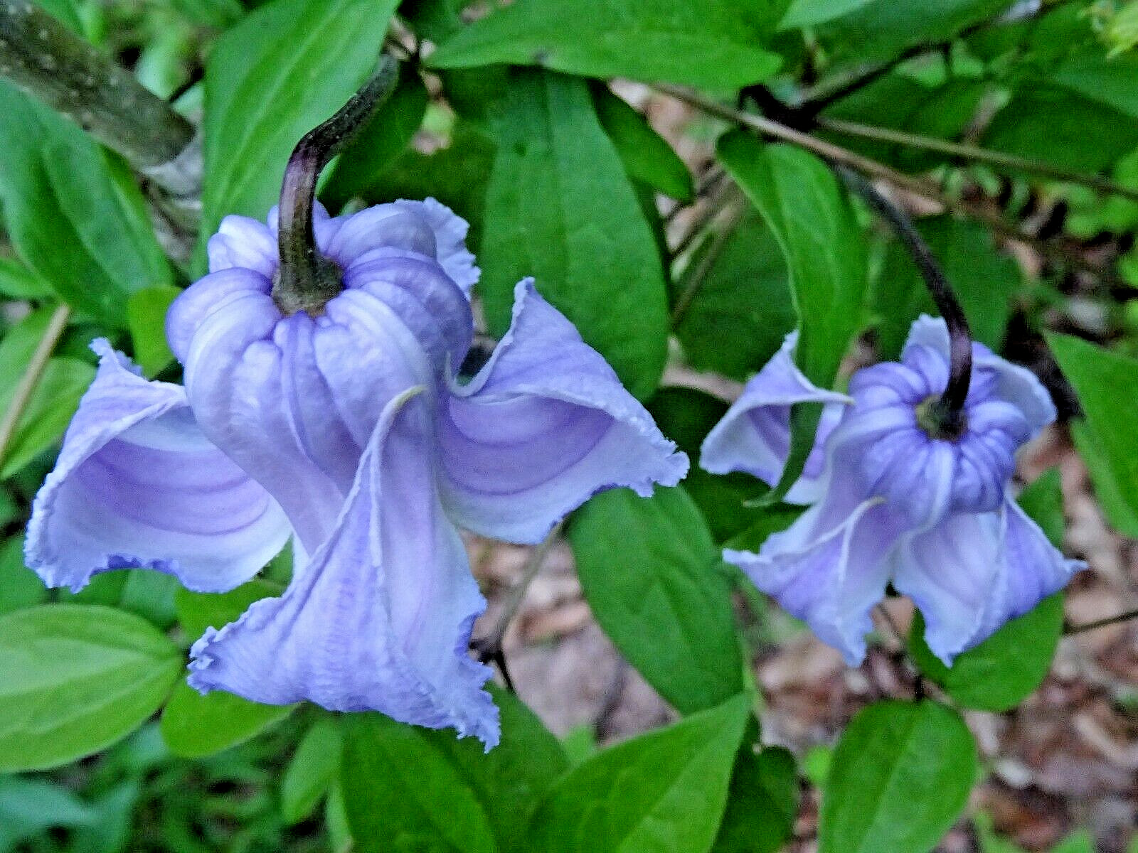 Clematis crispa Blue Jasmine 10 seeds from 2023 Native perennial vine organic