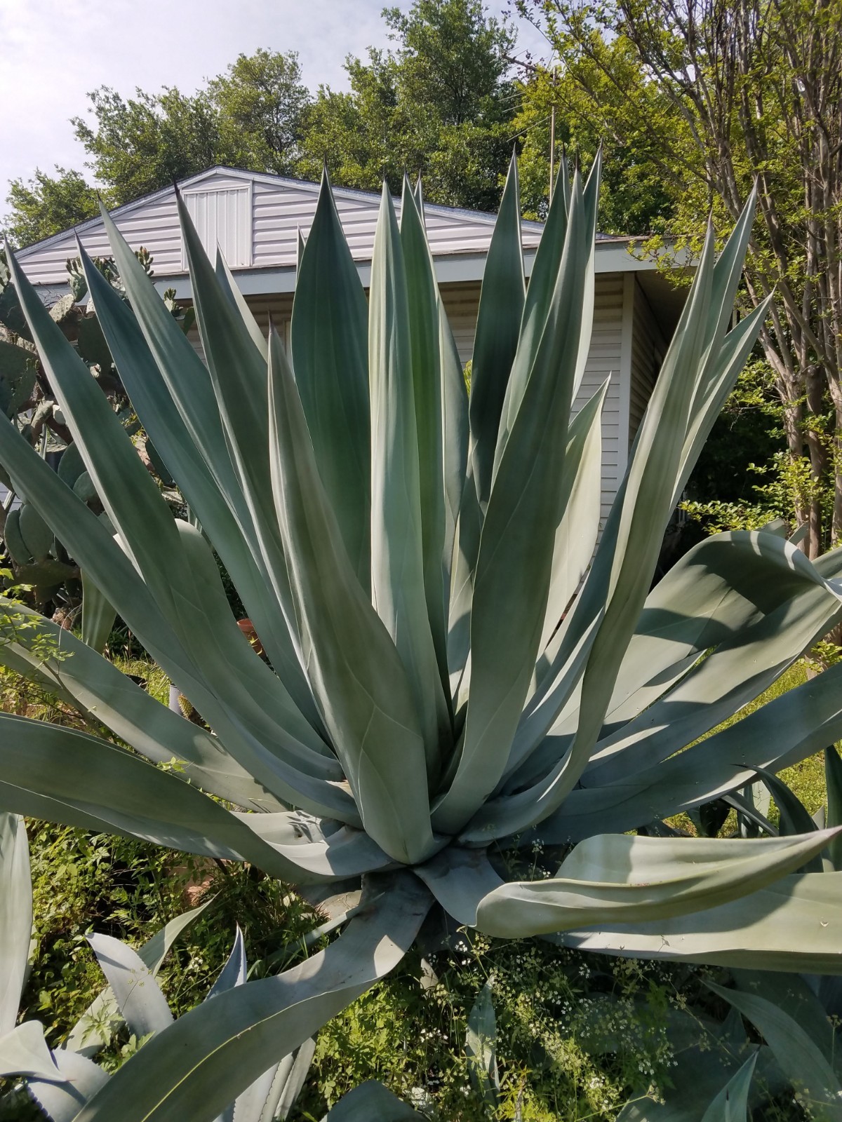 Beautiful Agave weberi blue/green spineless rigid leaves 1 pup