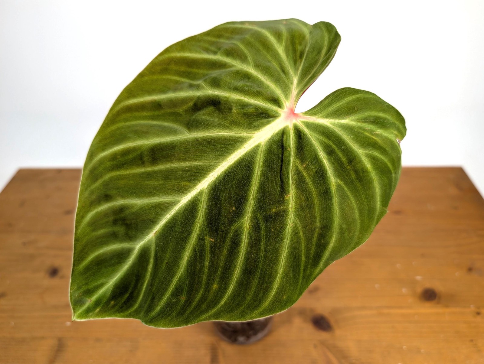 Philodendron Verrucosum ‘Amazon Sunset’ Deep Vibrant Red Backed Velvety Soft