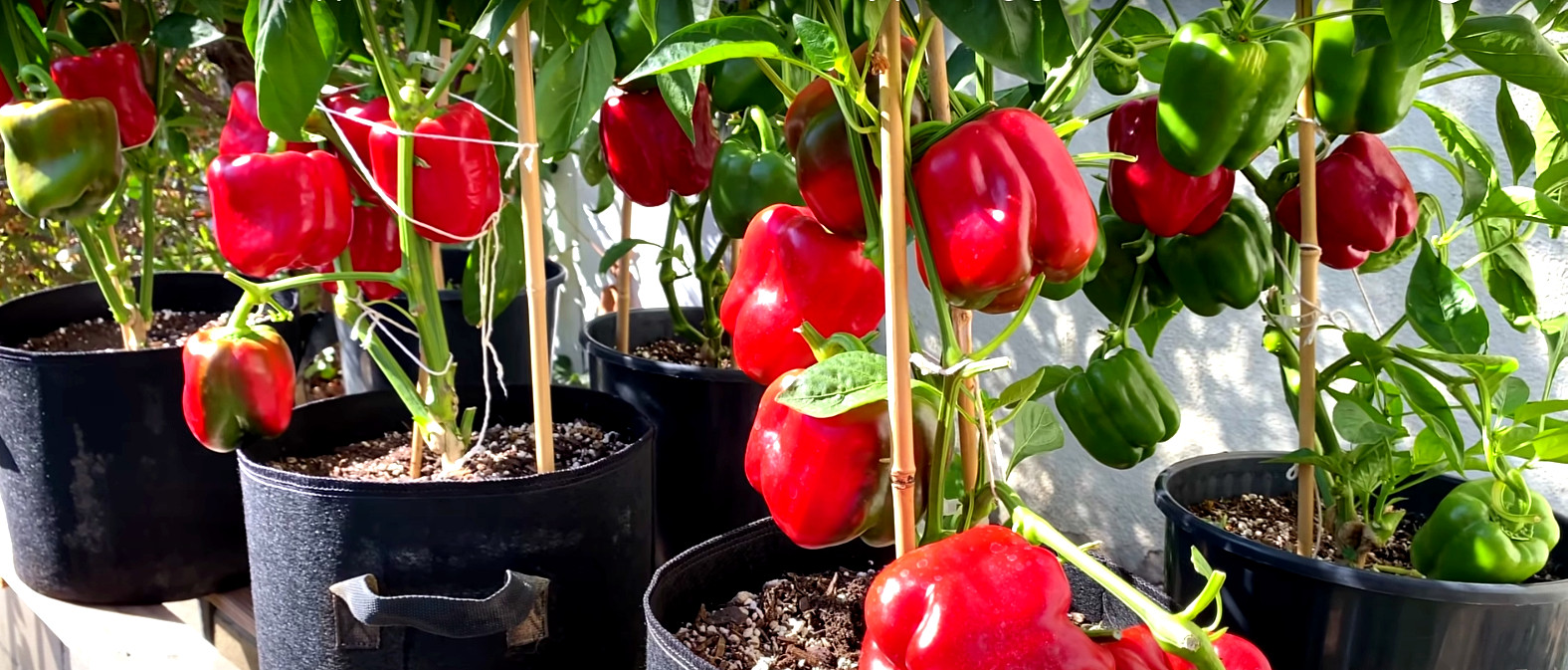 200 CALIFORNIA WONDER BELL PEPPER MIX SEEDS GARDEN VEGETABLE HEIRLOOM NON-GMO US