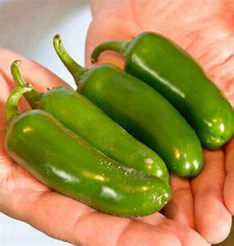 Scarborough Seeds Jalapeno Pepper 100 Seeds NON-GMO