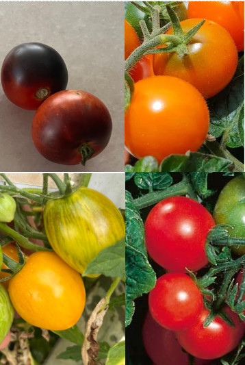 Lot of 4 Seed Pkgs Dwarf Tomatos: Blue Room-Golden Hour-Orange Dream-Red Robin