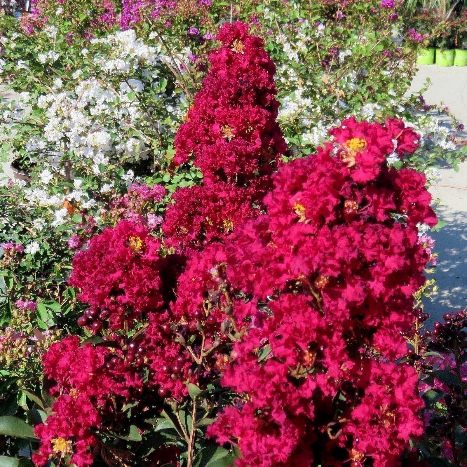 Crape Myrtle Dynamite Red | 2 Inch | Lagerstroemia indica | Flowering Tree