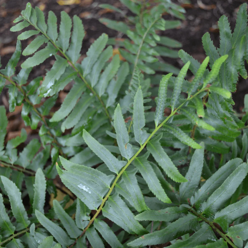 5 Christmas Fern Rhizomes/Roots – Fresh Bare Root Plants – No Ship to AK, HI, PR