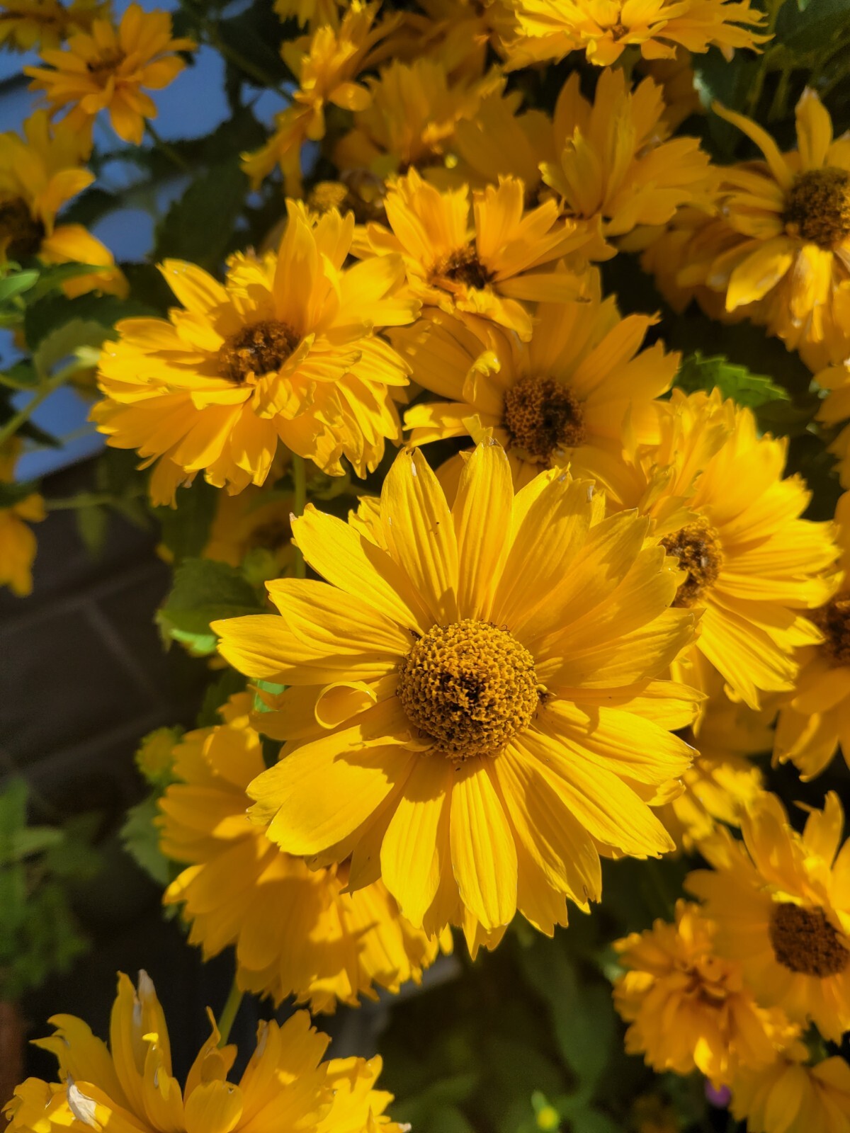 25 Seeds – Heliopsis helianthoides ‘Summer Sun’ Perennial in Zones 3 – 9