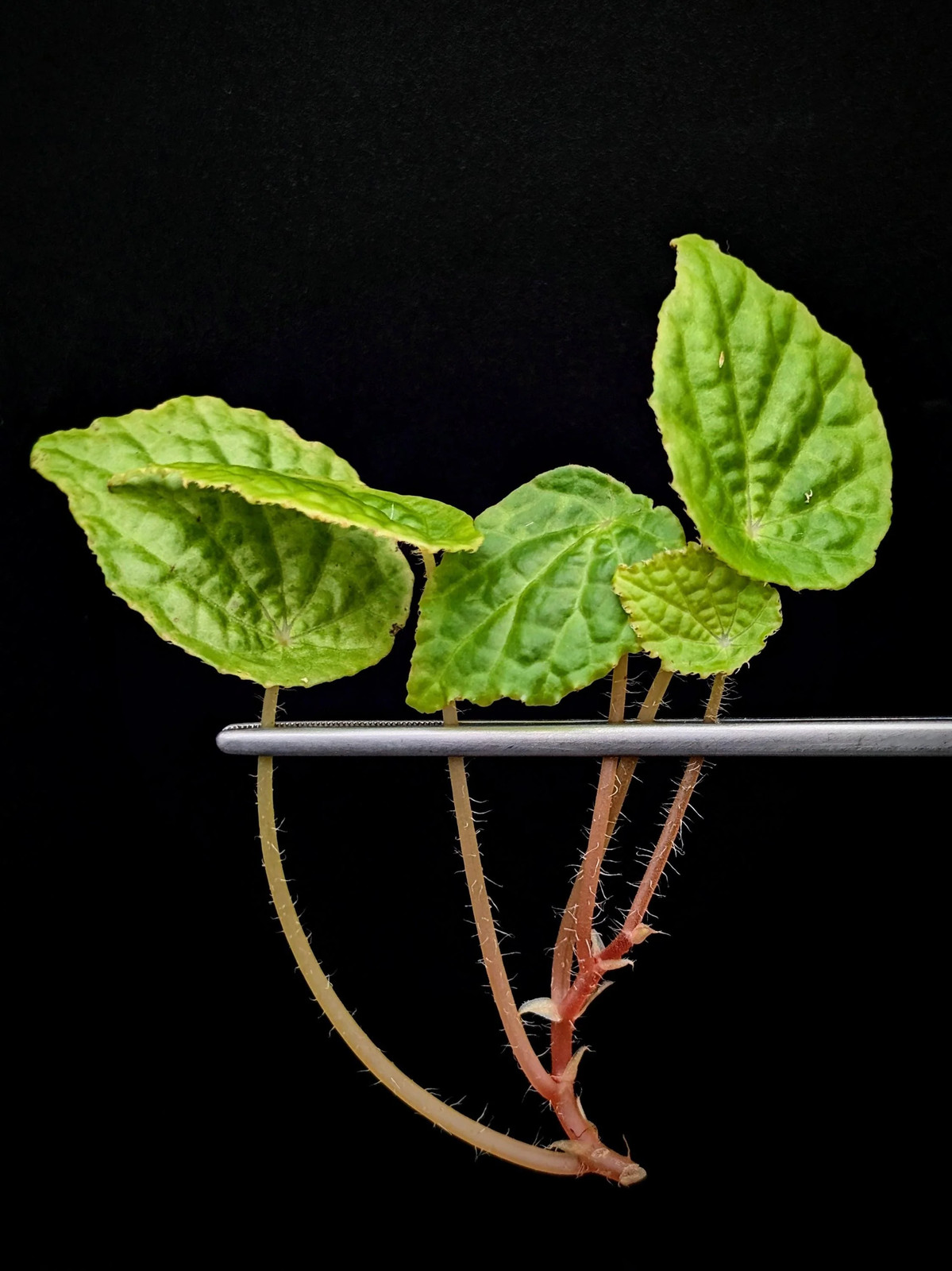 Begonia ‘buttercup’ (microsperma x prismatocarpa)[cutting]
