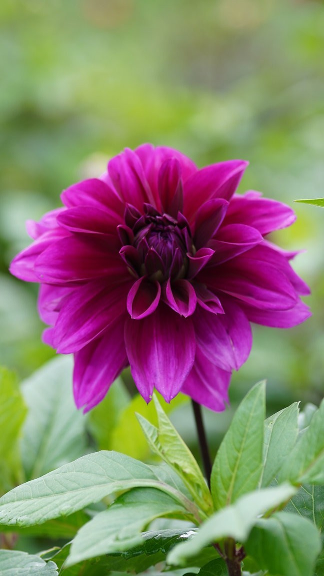 2 Dahlia Dinnerplate Thomas Edison Live Flower Plant Bulbs/ Tubers Velvety Bloom